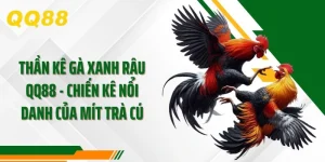 Thần Kê Gà Xanh Râu QQ88 - Chiến Kê Nổi Danh Của Mít Trà Cú